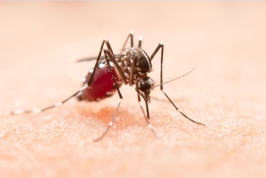Em apenas 15 dias, MS confirma 25 casos de dengue
