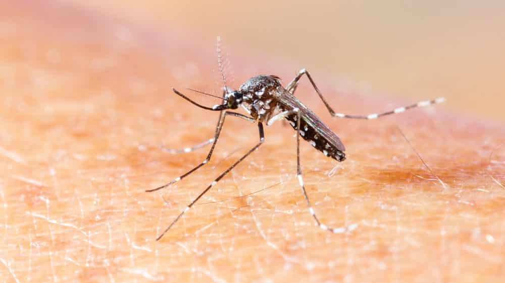 Avanço da chikungunya: Dourados tem duas mortes sob investigação