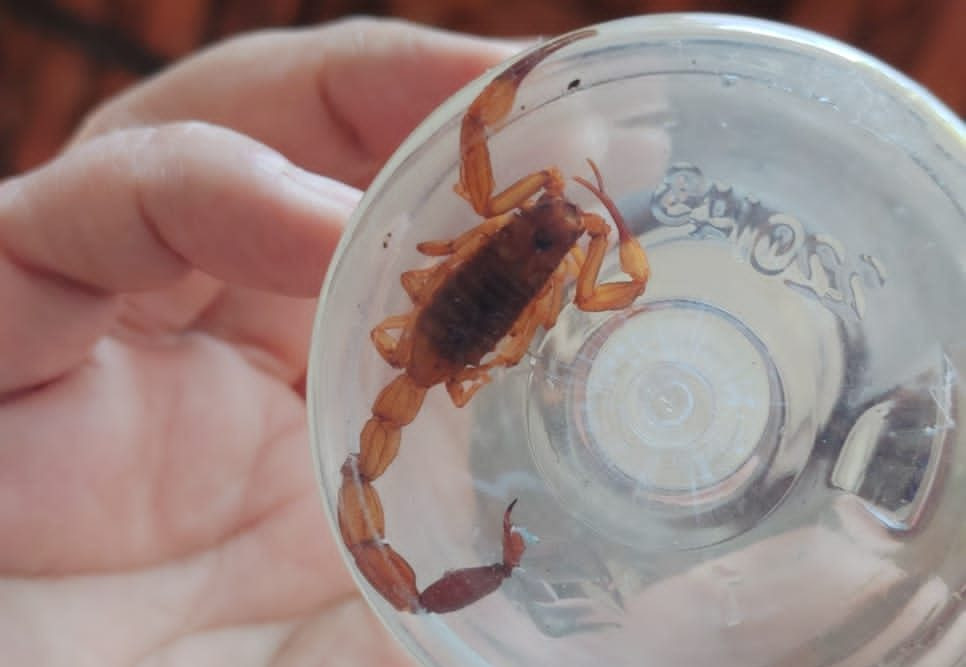 Achou escorpião em casa? Saiba como evitar acidentes e o que fazer...
