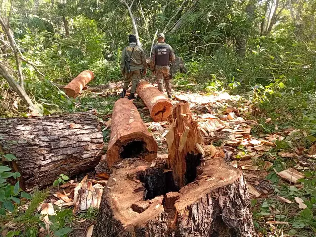 Paraguaios são flagrados retirando madeira ilegal dentro de terra...