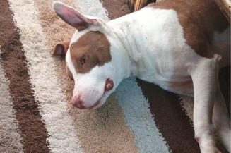 Homem é preso em Dourados acusado de matar pit bull a facadas
