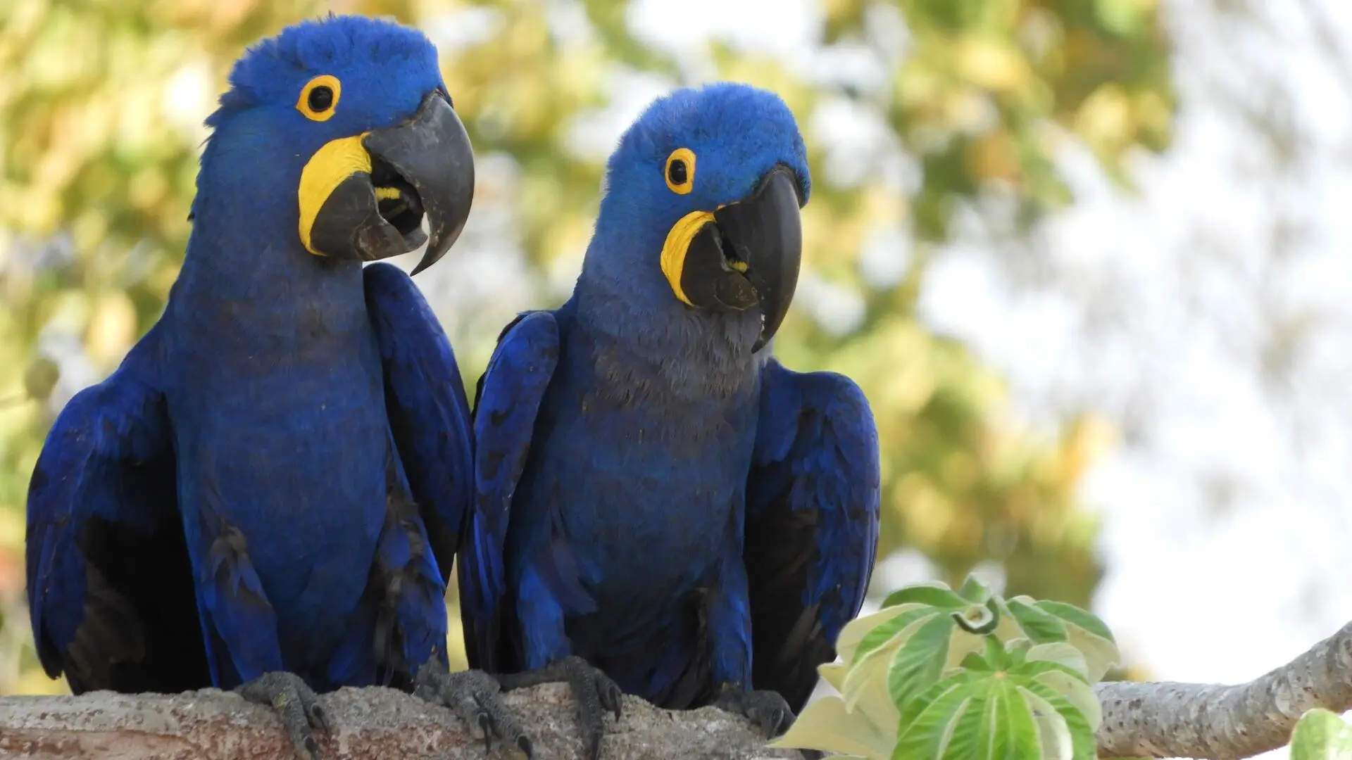 Arara-azul volta à lista de espécies ameaçadas após 12 anos e...