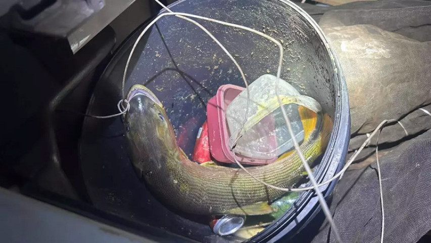 Pescador é multado em R$ 5,5 mil por transportar peixe dourado em...