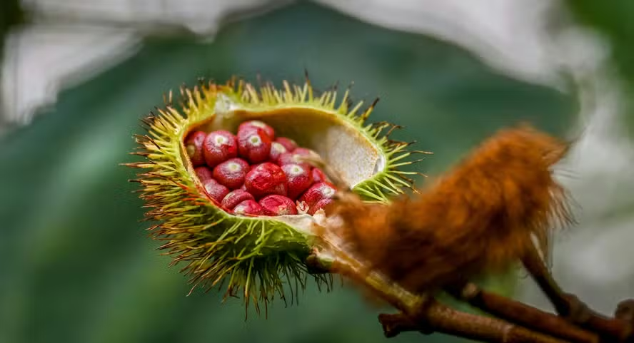 Urucum ganha espaço na indústria alimentícia e cosmética com...