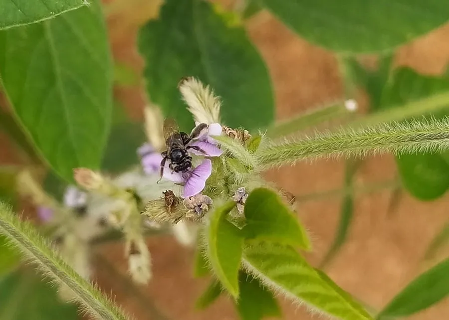 Embrapa identifica 27 novos registros de abelhas nativas em lavouras...