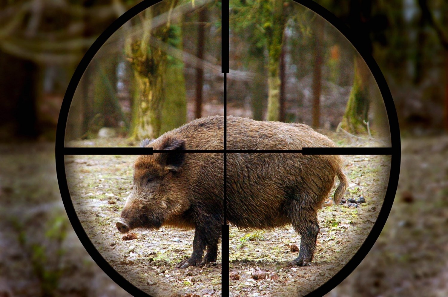 Javalis ameaçam lavouras e produção de suínos com prejuízos que...