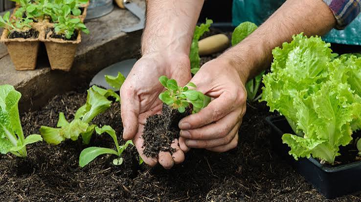 El Niño forte ameaça produção de alimentos e pode impactar oferta...