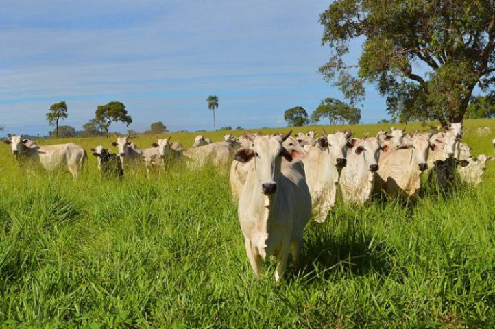 China passa a cobrar tarifa de 67% sobre carne bovina brasileira...